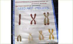 Programme on Millets: Poster, Seed Art and Millet Recipe organized by Department of Botany