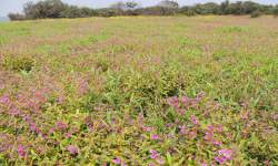 Field Visit of B. Sc. II and III Botany Kas Plateau 8/10/2024